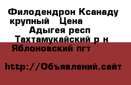 Филодендрон Ксанаду крупный › Цена ­ 2 000 - Адыгея респ., Тахтамукайский р-н, Яблоновский пгт  »    